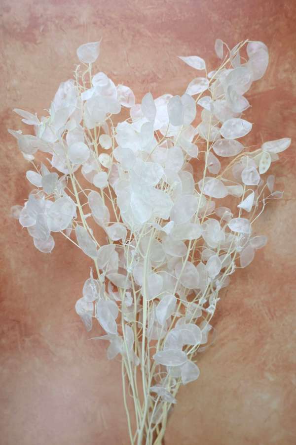 Lunaria