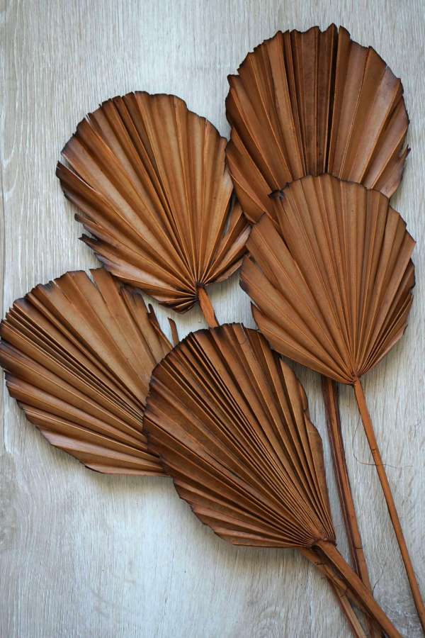 Dried Palm burnt Leaf Fans