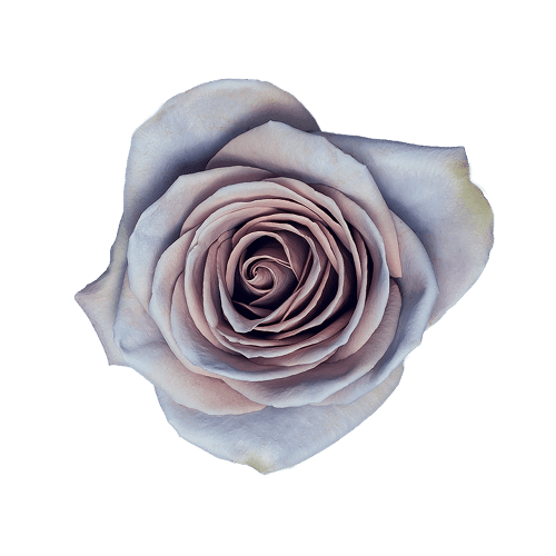 Amnesia Rose