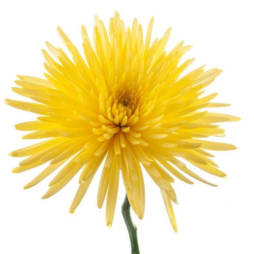 Spidermum Flowers 70 Stems