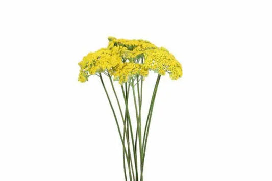 Yarrow Achillea 150 stems