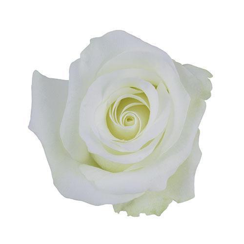 Akito White Roses