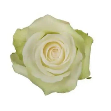 Alba White Roses