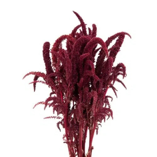 Amaranthus Upright Red Velvet 100 stem