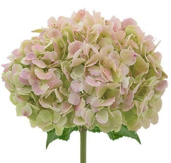 Antique Green, Red or Blue Hydrangeas , 14 stems