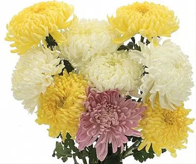 Chrysanthemum Cremon 12 Bunch