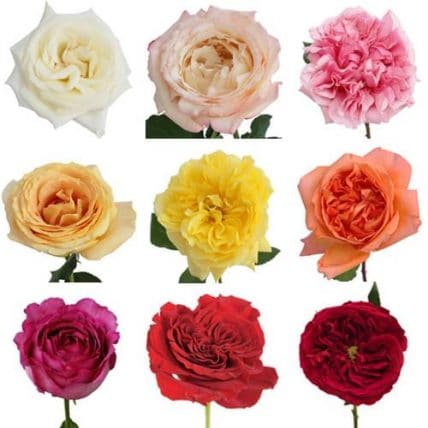 Assorted Garden Roses