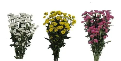 Micro Pompons Flower 12 bunch