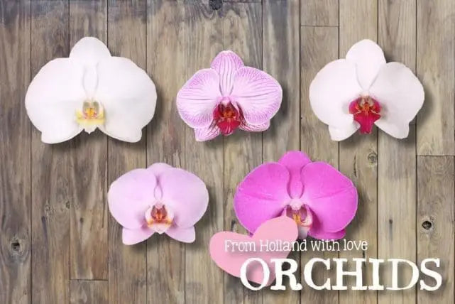 Assorted Phalaenopsis, 12 Stems