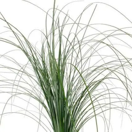 Bear Grass 10 bunch
