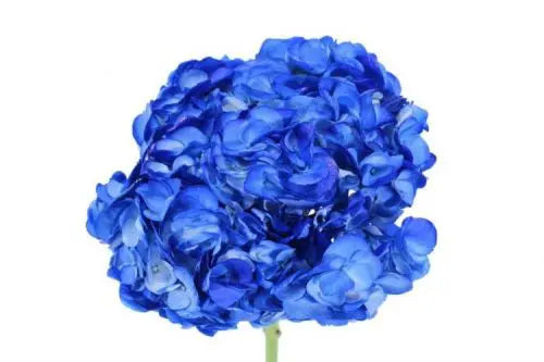 Royal Blue Hydrangeas, 30 stems