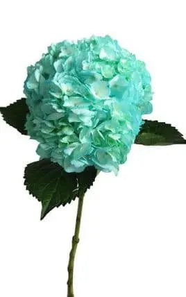 Blue Turquoise Dyed Hydrangeas, 30 stems
