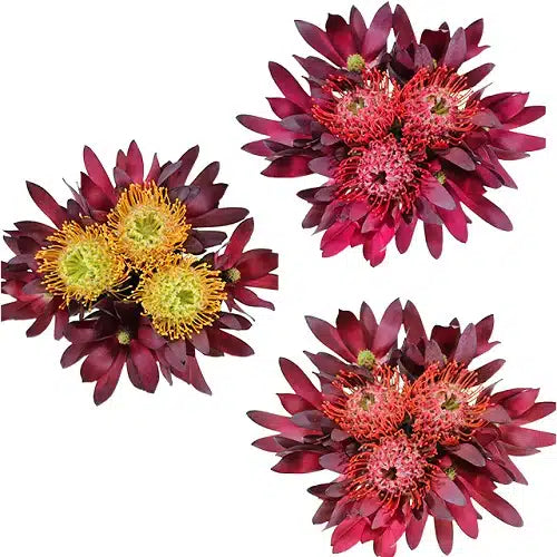 Pincushion Protea Bouquets 12 bqts