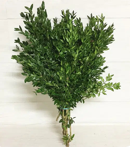 Boxwood Greenery 10 Bunch