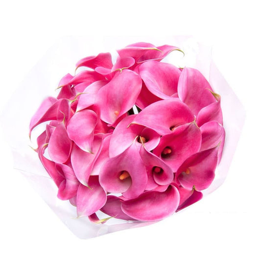 Pink Mini Calla Lily Flower