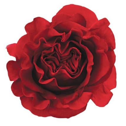 Burgundy Garden Rose 36 stems