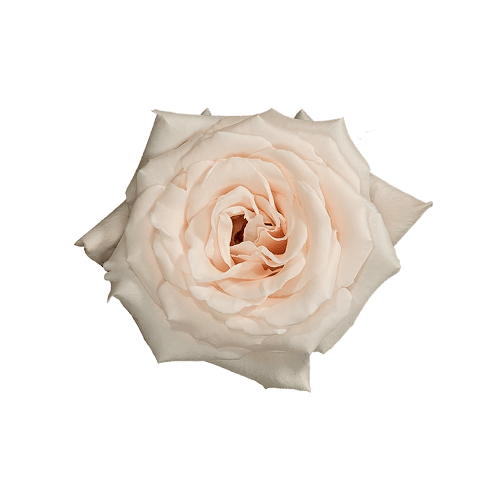 Champagne Rose