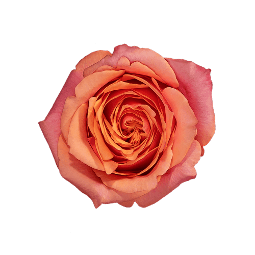Cherry Brandy Rose
