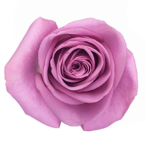 Cool Water Lavender Roses, 100 Blooms