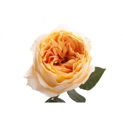 Caramel Garden Roses