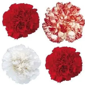 Carnation Flowers in Christmas Holiday Pack