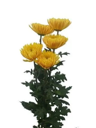Yellow Chrysanthemum Cremon