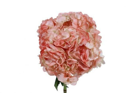 Coral Dyed Hydrangeas