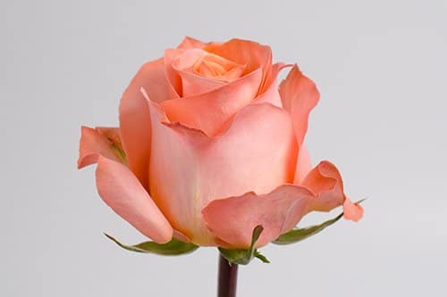 Coral Roses, 100 stems