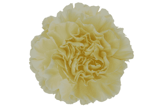 Cream Carnation Flowers
