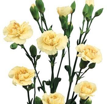 Cream Mini Carnation Flowers