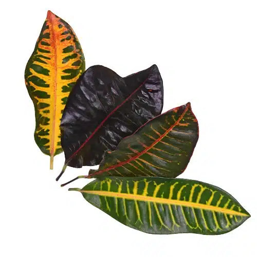 Croton Leaf