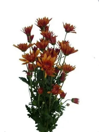 Bronze Cushion Flower 12 Bunch