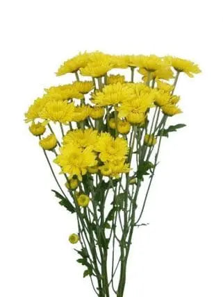Yellow Cushion Pom Pom Bulk 12 Bunches