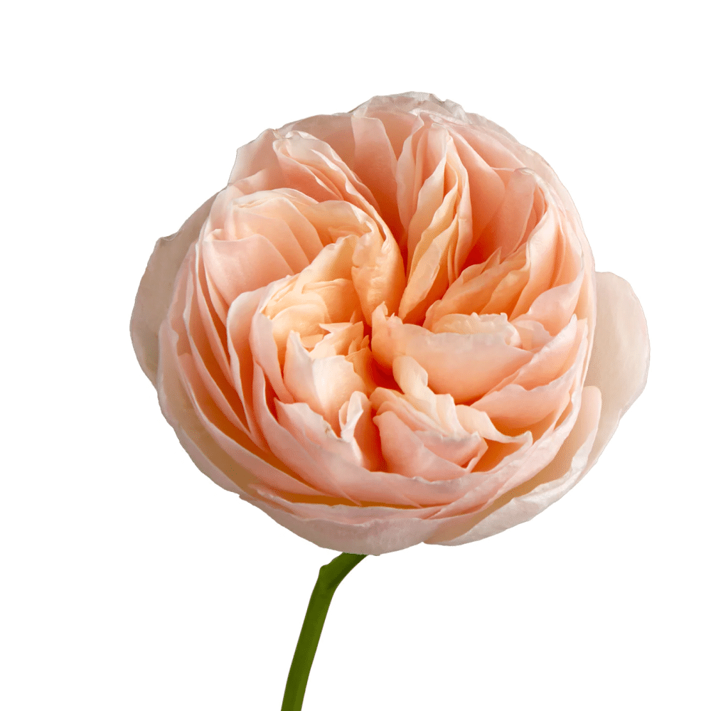 DAVID AUSTIN GARDEN ROSES, 48 STEMS