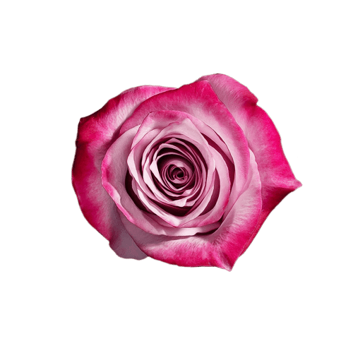 Deep Purple Rose