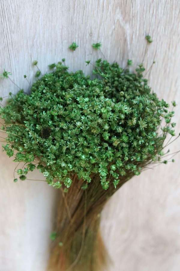 Green Mini Star Flowers