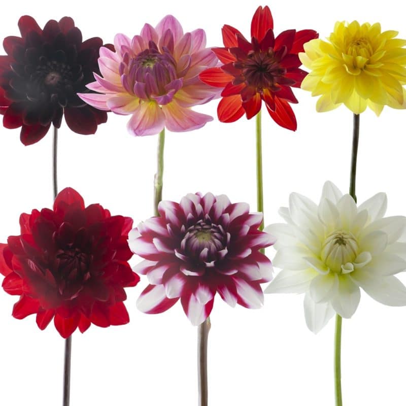 Dahlia Flower 60 Stems