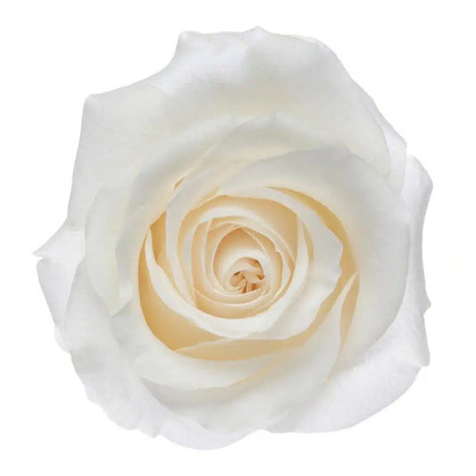 White Roses, 100 stems