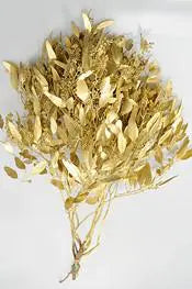 Gold Seeded Eucalyptus 10 Bunch