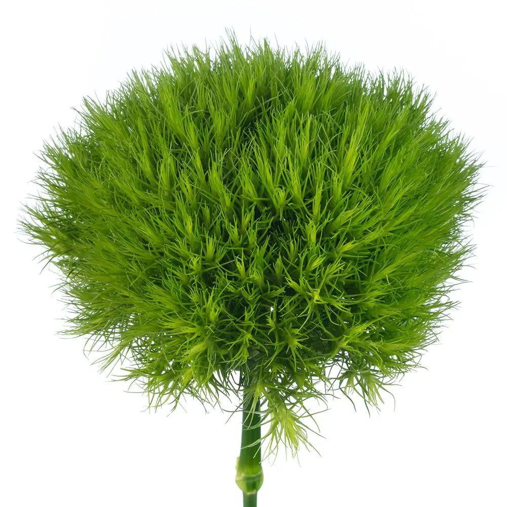 Green Ball Dianthus Flowers
