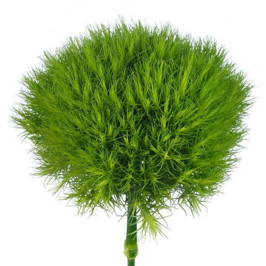 Green Ball Dianthus Flowers