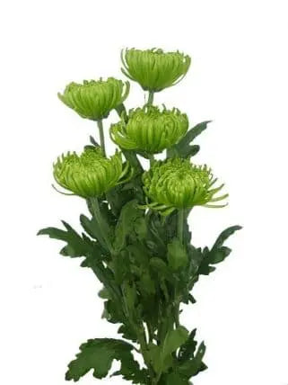 Green Spider pompon Flower 140 stems