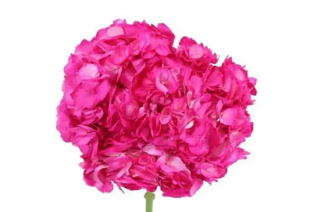 Hot Pink Dyed Hydrangea, 30 stems