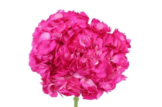 Hot Pink Dyed Hydrangea, 30 stems