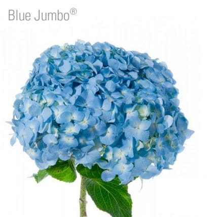 Hydrangea Jumbo Flower 14 stems