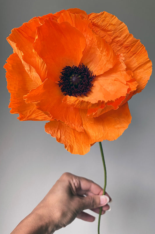 Harvest Moon Oriental Poppy Paper Flowers