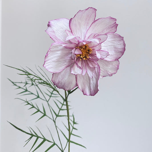 Cosmos Double Take Posy (3 Flowers) Paper Flowers