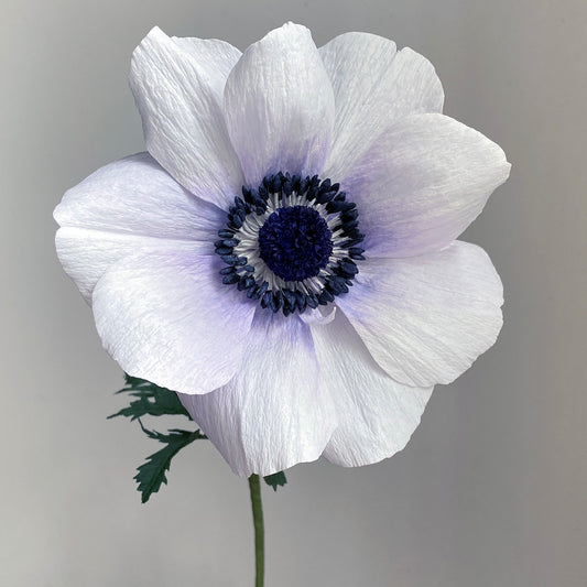 Anemone Giant Animo Paper Flowers
