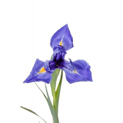 Blue Iris Flower