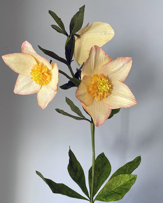 Daybreak Hellebore Paper Flowers